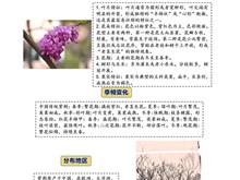 塘高校园紫荆花简介